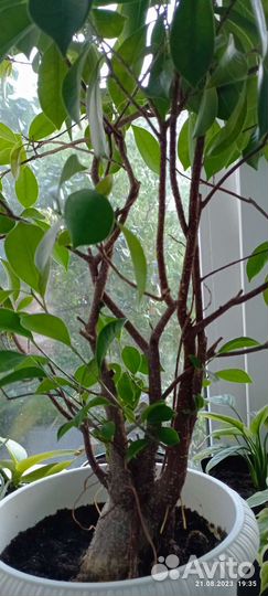 Фикус микрокарпа