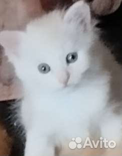 Милые умные котята