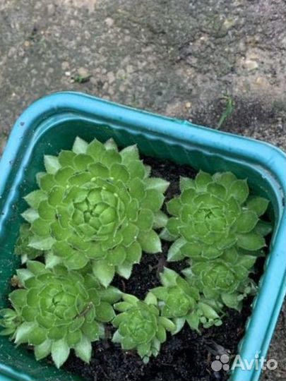 Садовые многолетники