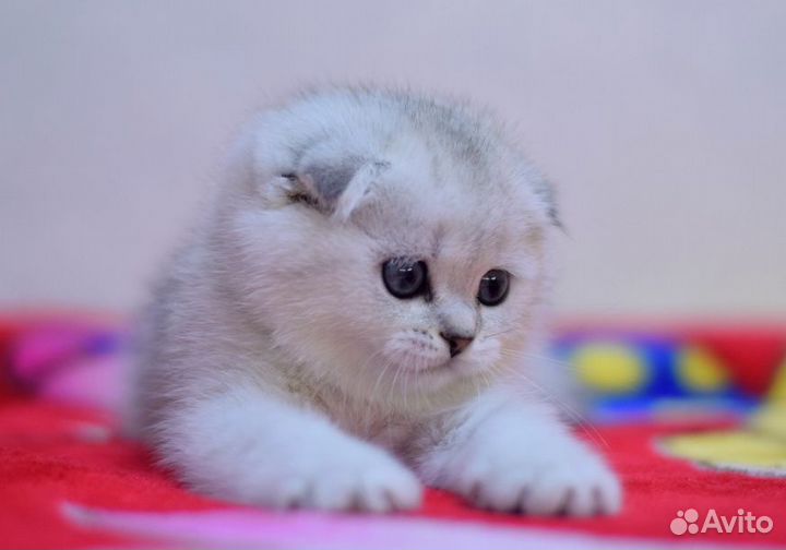 Шотландские котята