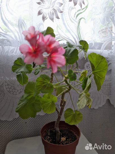 Столетник и отростоки королевской и розовой герани