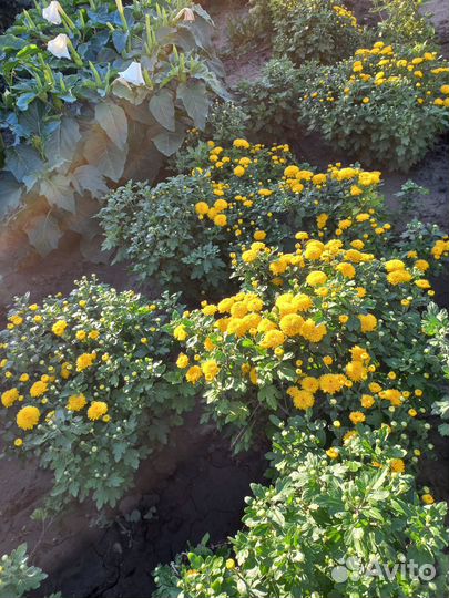 Хризантема корейская Мишель кустом