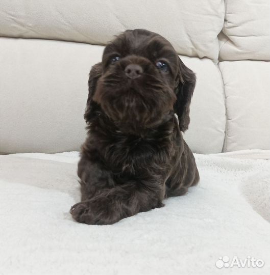 Кокер спаниель