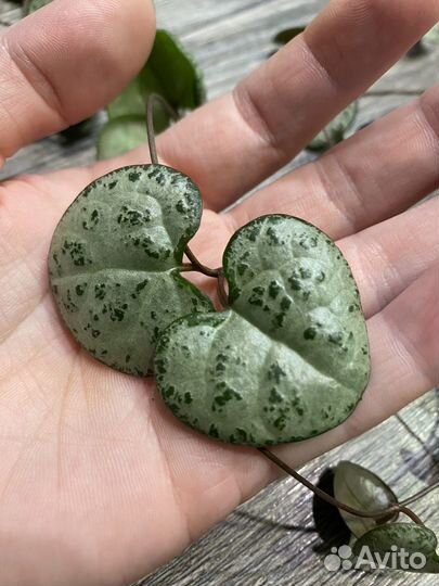 Церопегия вуда