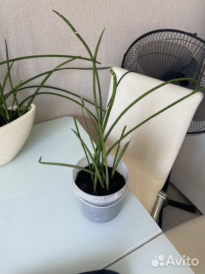 Сансевиерия в горшке