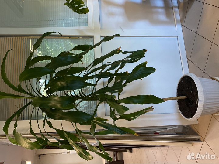 Кордилина, офисный цветок, комнатный цветок