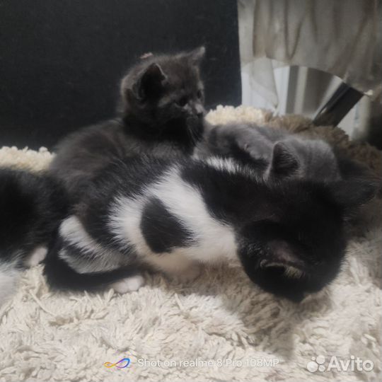 Кошки в добрые руки