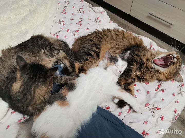 Передержка мелких пород собак