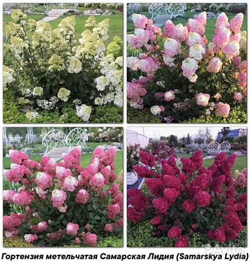 Гортензия метельчатая в ассортименте
