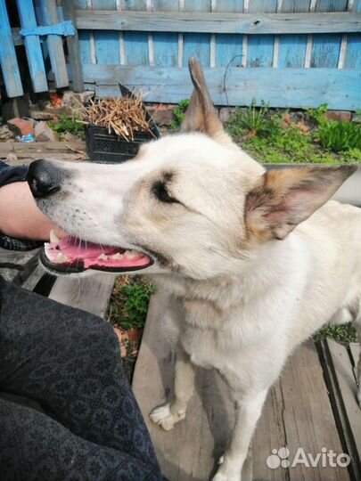 Собака девочка в добрые руки