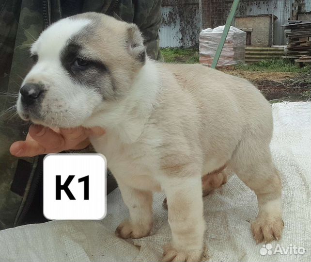 Среднеазиатская овчарка. сао. Алабай