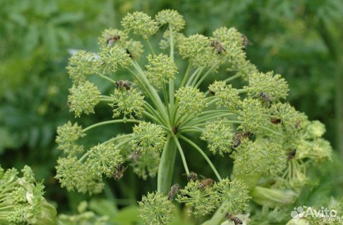 Мед Алтайский опт