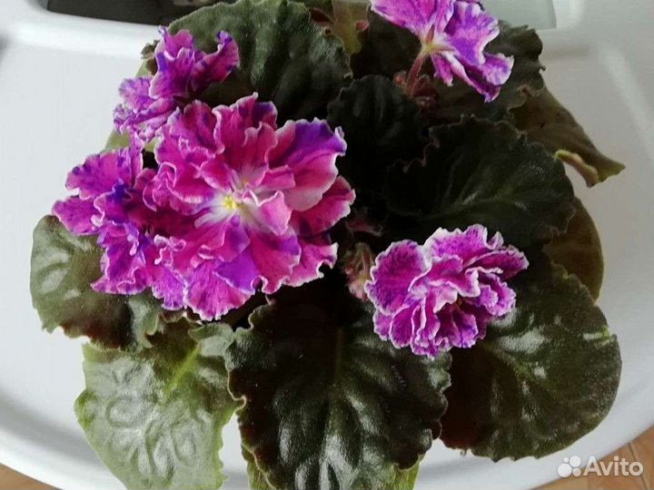 Фиалки (срезы)