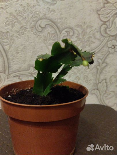 Декабрист шлюмбергера