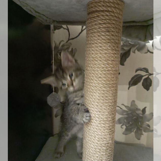 Котёнок в добрые руки