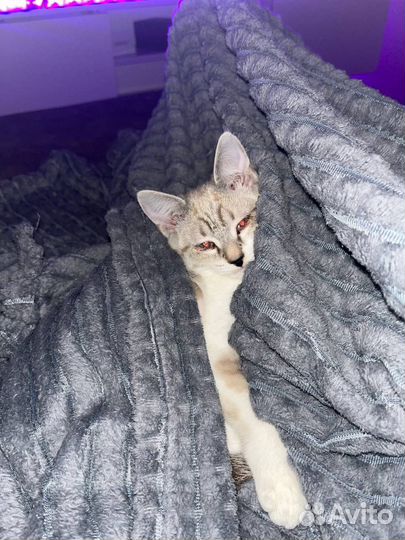 Котенок (мальчик)