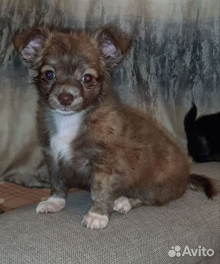 Щенки чихуахуа