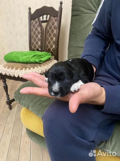 Щенки русского охотничего спаниеля