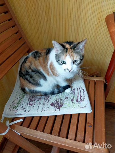 Кошка в добрые руки