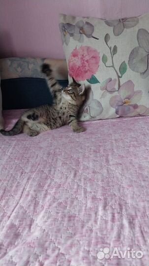 Котята сибирской кошки