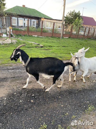 Коза дойная