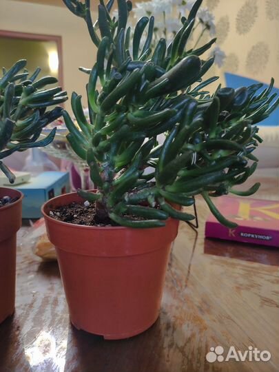 Крассула хоббит