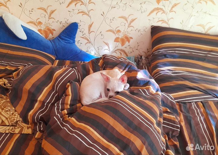 Щенки чихуахуа, мини