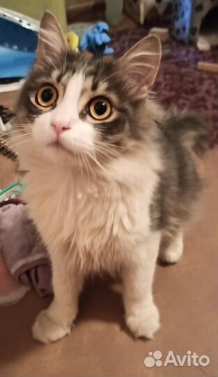 Кошки