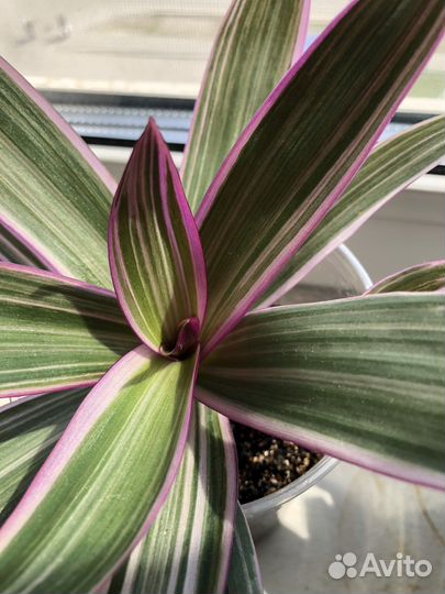 Рэо (Традесканция покрывальчатая)