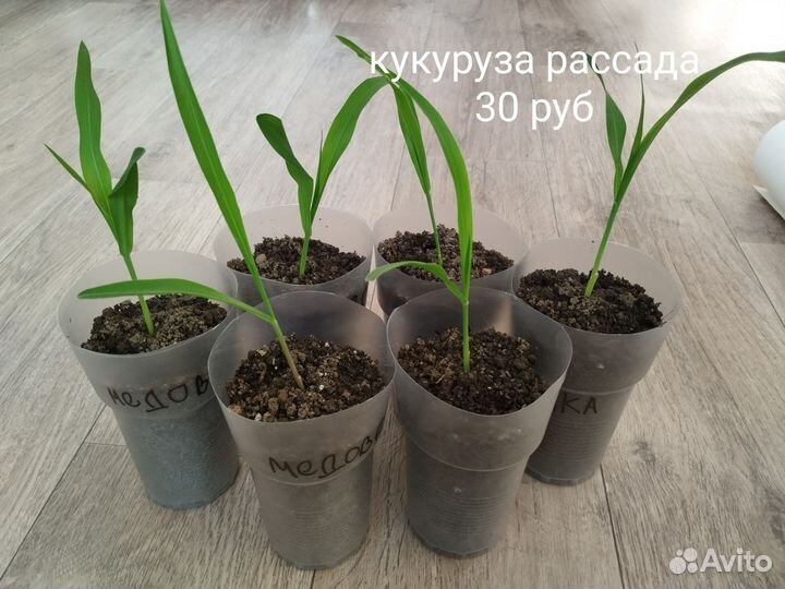 Рассада кукурузы