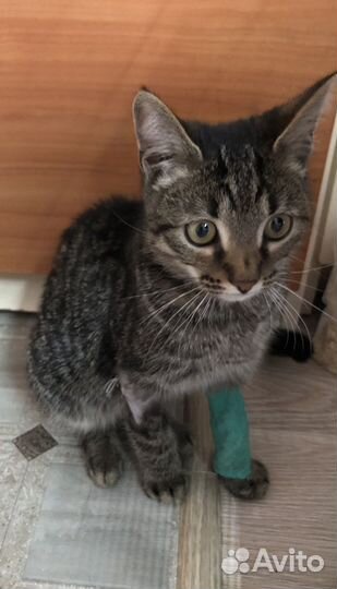 Котик ищет дом