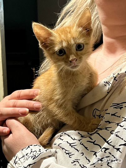 Рыжий котенок