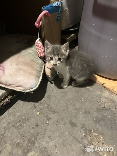 Котята бесплатно