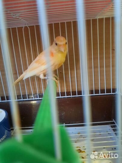 Кенара и канарейки