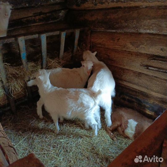 Козлята ламанча