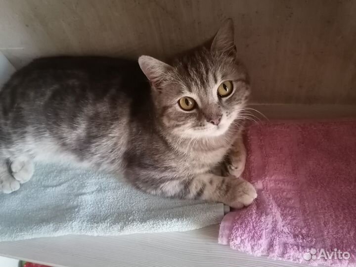 Котик ищет дом