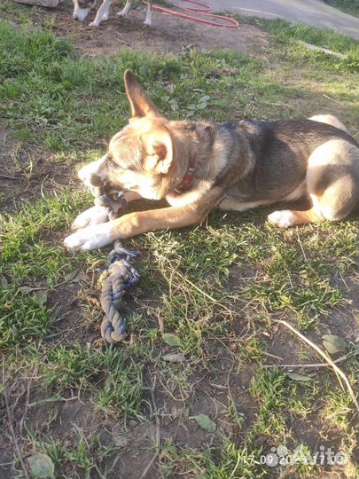 Собака в добрые руки