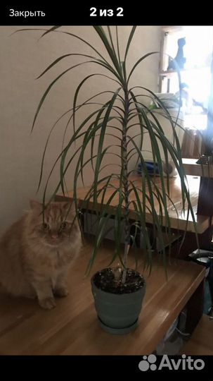 Драцена маргината