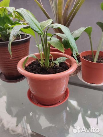 Цветок женское счастье