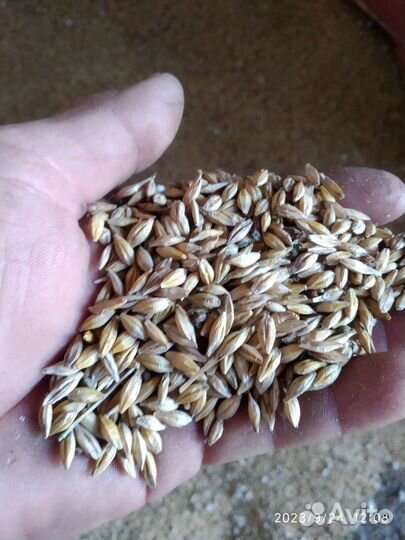 Ячмень рожь