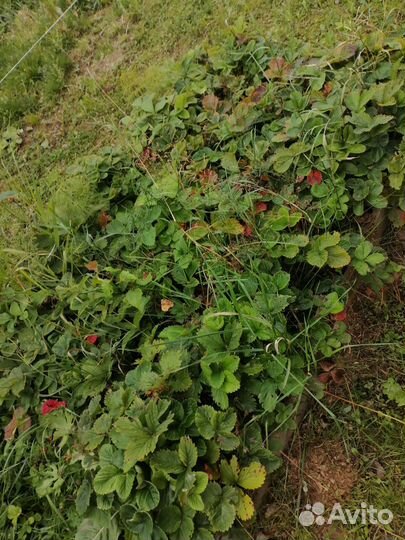 Клубника крупная