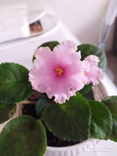 Фиалка в горшках