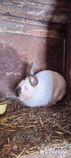 Продам кроликов цена договорная