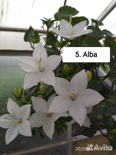 Кампанула- колокольчик комнатный