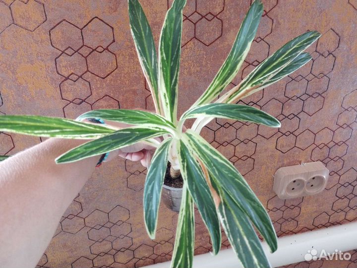 Аглаонема Зебра