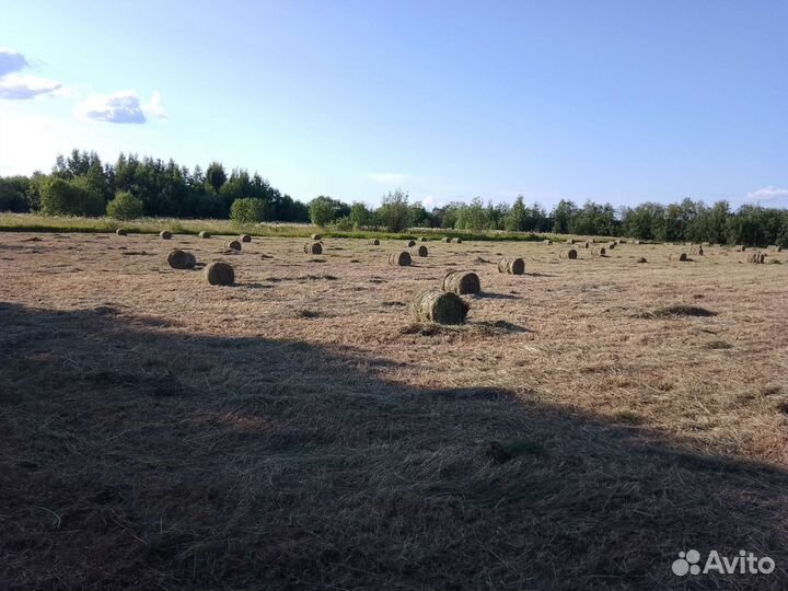Продам сено в рулонах