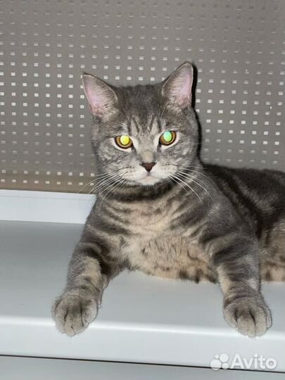 Шотландский кот