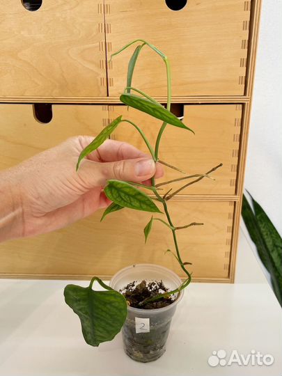 Монстера Сильтепекана