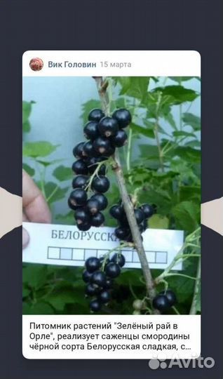 Саженцы черной смородины