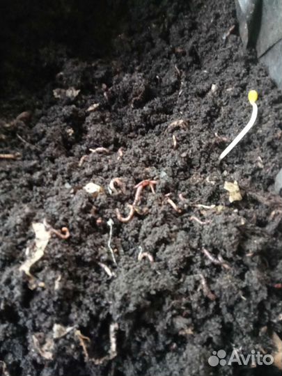 Малек Дендробены червь